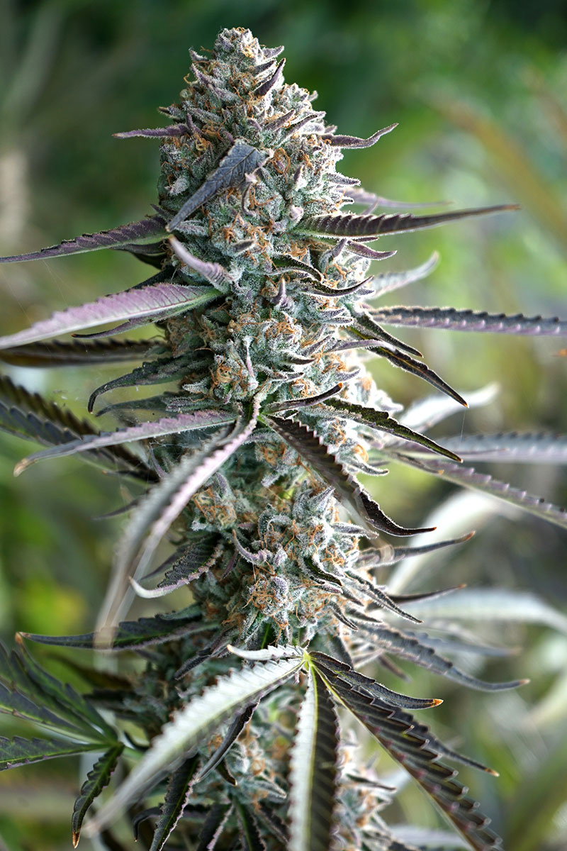 Pineapple Chem Auto Feminized Seeds Pineapple Chem Auto Feminized Seeds