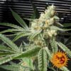 Pineapple Chunk Feminized Seeds