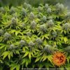 Pineapple Chunk Feminized Seeds