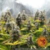 Pineapple Chunk Feminized Seeds
