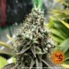 Pineapple Chunk Feminized Seeds