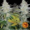 Buy Pineapple Chunk Feminized Seeds by Barney's Farm in America - Image 8