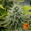 Pineapple Chunk Feminized Seeds