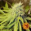 Pineapple Chunk Feminized Seeds