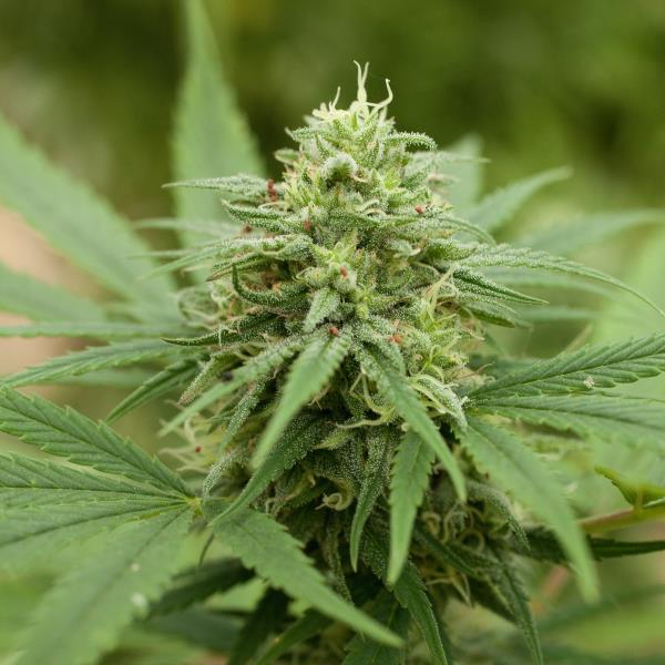 Pineapple Express #2 Feminized Seeds