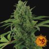 Pineapple Express Auto Feminized Seeds