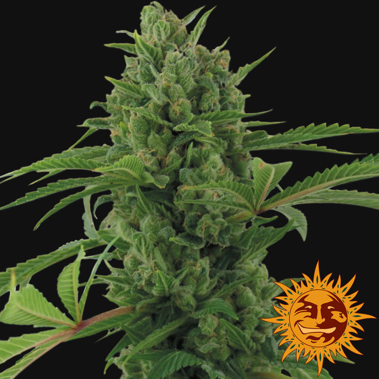 Pineapple Express Auto Feminized Seeds