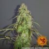 Pineapple Express Auto Feminized Seeds