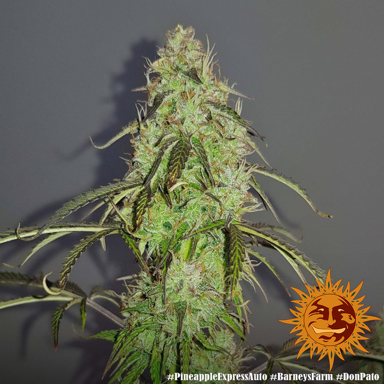 Pineapple Express Auto Feminized Seeds