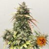 Pineapple Express Auto Feminized Seeds