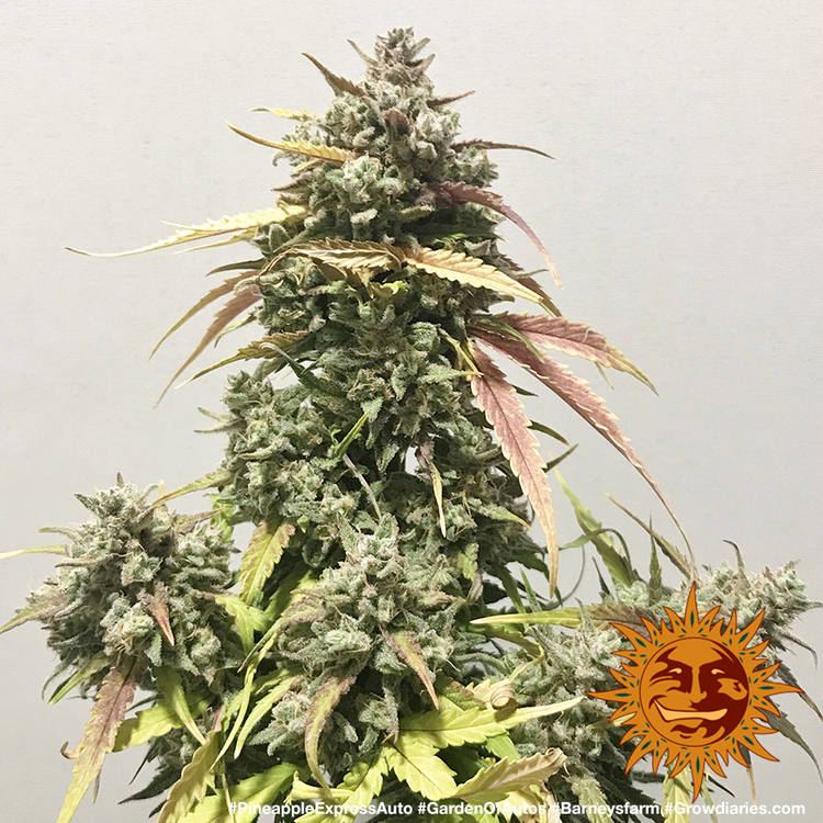 Pineapple Express Auto Feminized Seeds