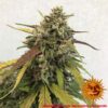 Pineapple Express Auto Feminized Seeds