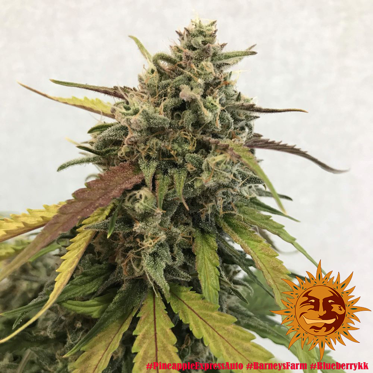 Pineapple Express Auto Feminized Seeds