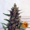 Pineapple Express Auto Feminized Seeds