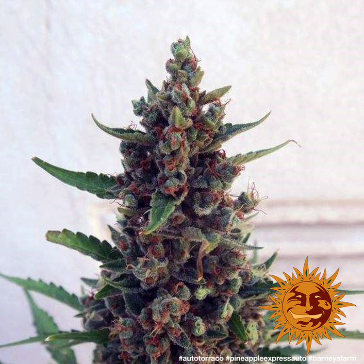 Pineapple Express Auto Feminized Seeds