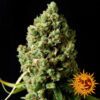 Buy Pineapple Express Auto Feminized Seeds by Barney's Farm in America - Image 8