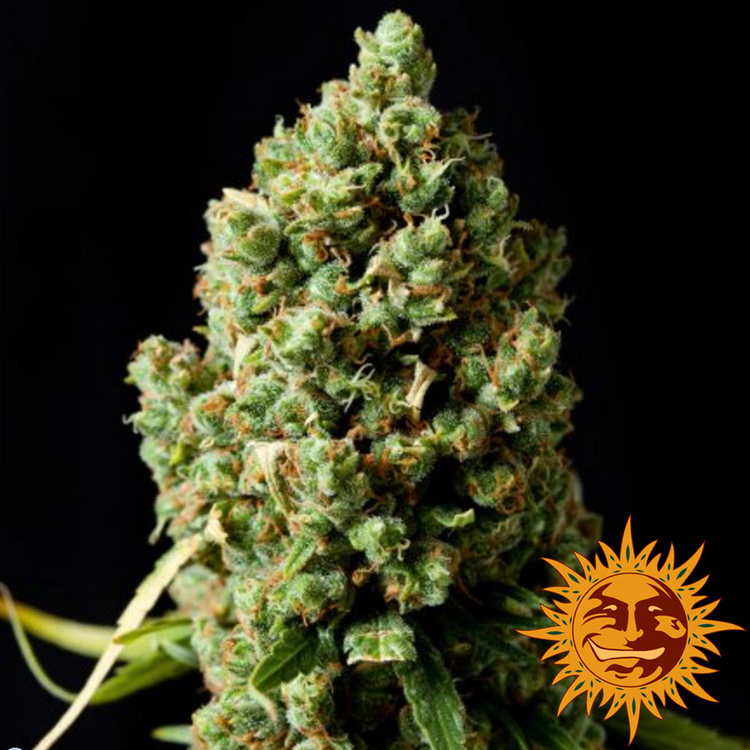 Buy Pineapple Express Auto Feminized Seeds by Barney's Farm in America - Image 8