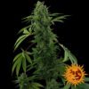 Pineapple Express Auto Feminized Seeds