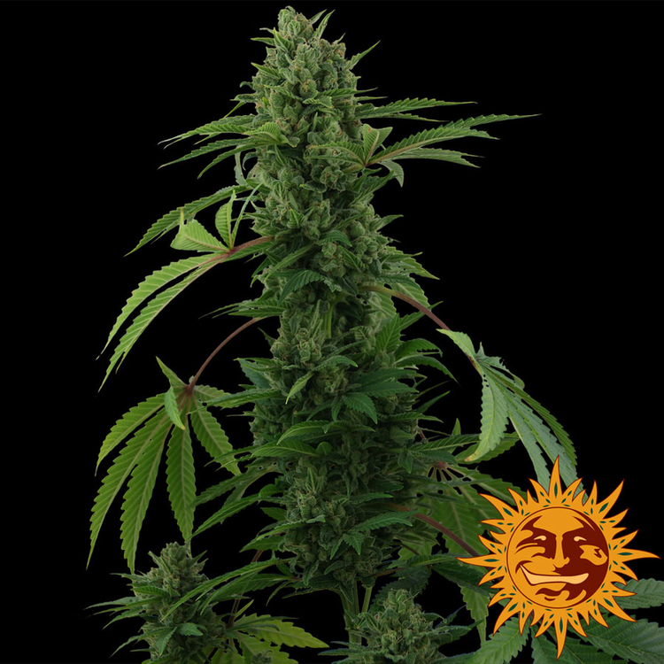 Pineapple Express Auto Feminized Seeds