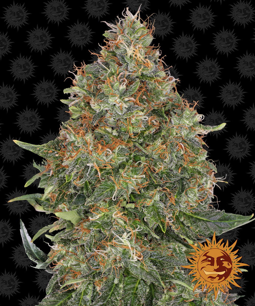 Pineapple Express Auto Feminized Seeds