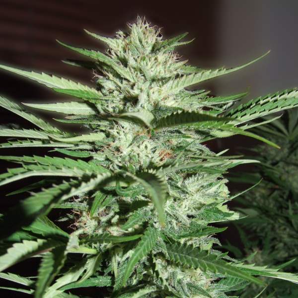 Pineapple Express Feminized Seeds