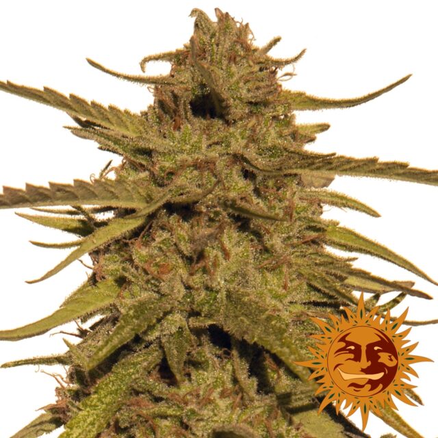 Pineapple Haze Regular Seeds