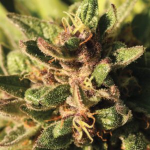 Pineapple Muffin Feminized Seeds