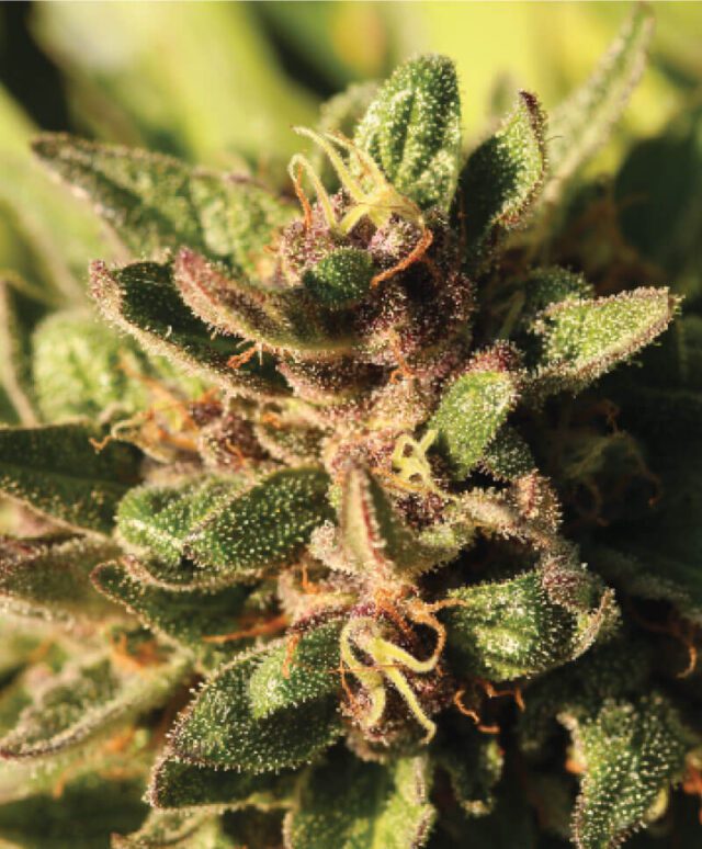 Pineapple Muffin Feminized Seeds