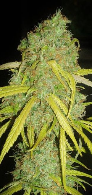 Pineapple Amnesia Feminized Seeds