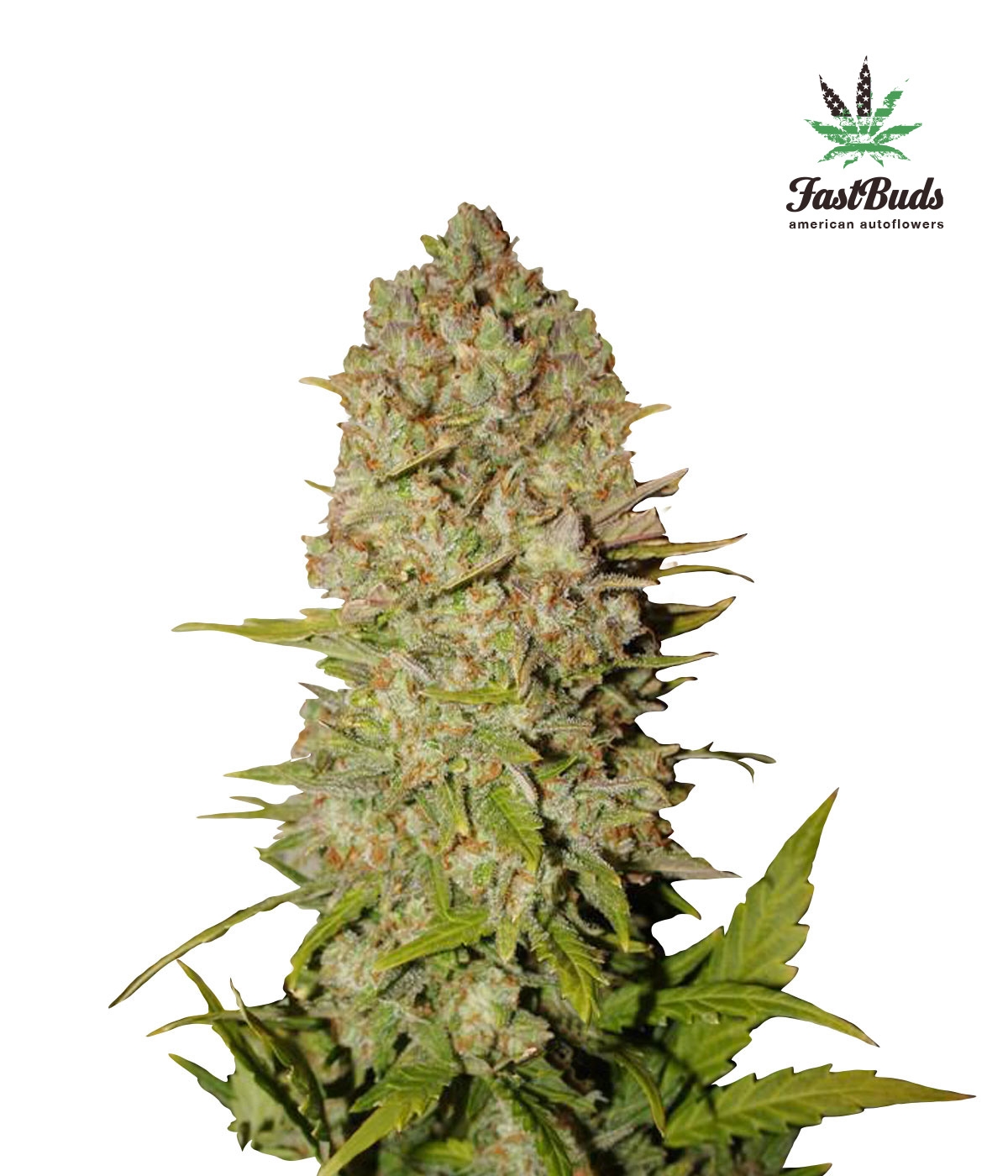 pineapple_express