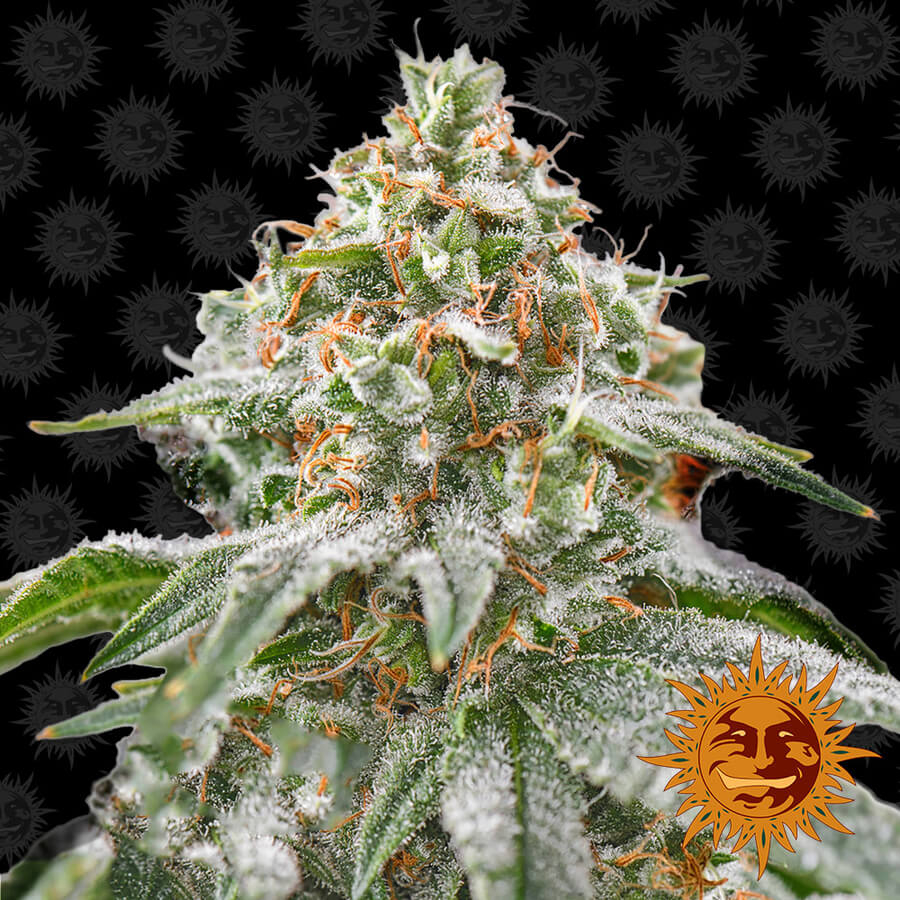 Pink Kush Feminized Seeds Pink Kush Feminized Seeds