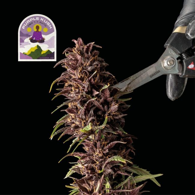 Buy Purple Kush CBD Auto 1:1 Feminized Seeds By Seedsman In America ...