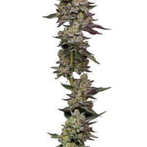 Poddy Mouth Feminized Seeds