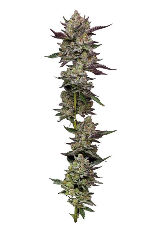 Poddy Mouth Feminized Seeds