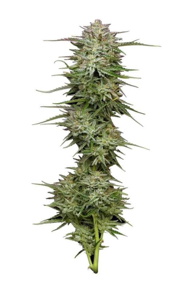 Pound Town Auto Feminized Seeds