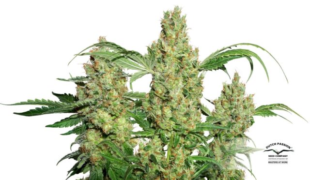 Power Plant Regular Seeds