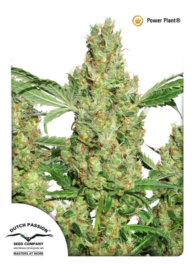 Power Plant Regular Seeds