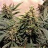 Buy Pure Power Plant Feminized Seeds by Nirvana in America - Image 2