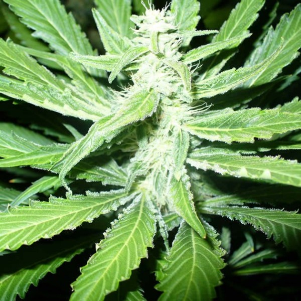 Pure Power Plant Feminized Seeds