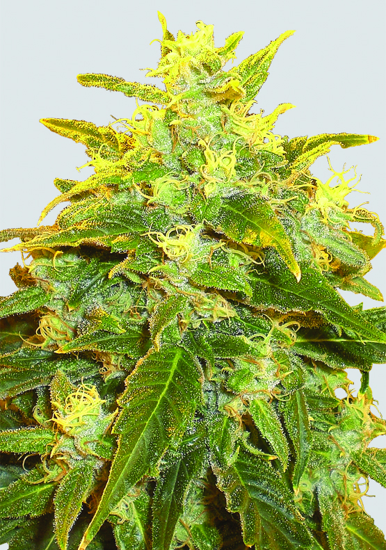 Pure Power Plant Regular Seeds