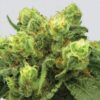 Buy Big Bud Regular Seeds by Nirvana in America - Image 2
