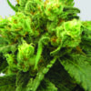 Big Bud Feminized Seeds