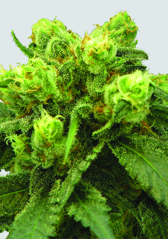 Big Bud Feminized Seeds