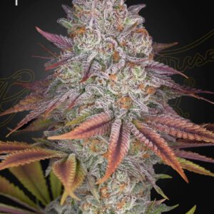 Pulp Friction Feminized Seeds