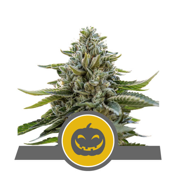 Pumpkin Kush Regular Seeds