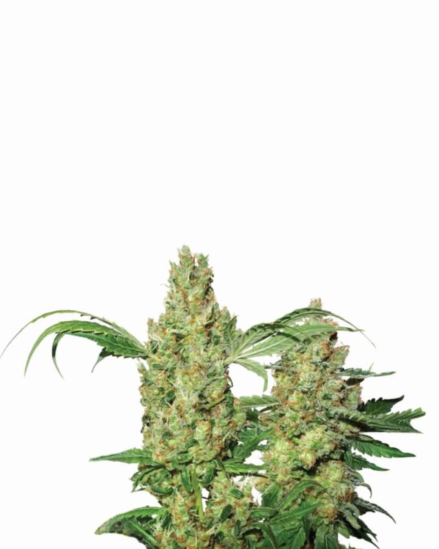 Pure Power Plant Auto Feminized Seeds