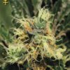 Pure Kush Feminized Seeds