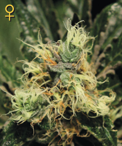 Pure Kush Feminized Seeds