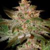Buy Pure Kush Feminized Seeds by Greenhouse Seed Co. in America - Image 2