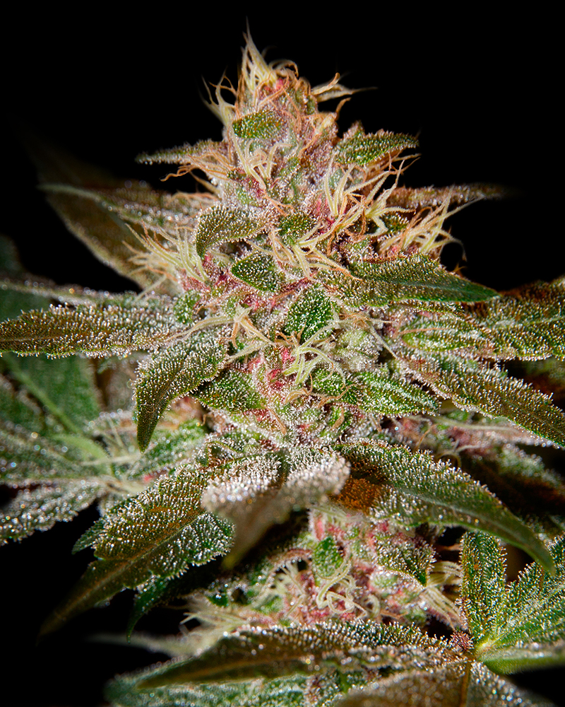 Buy Pure Kush Feminized Seeds by Greenhouse Seed Co. in America - Image 2